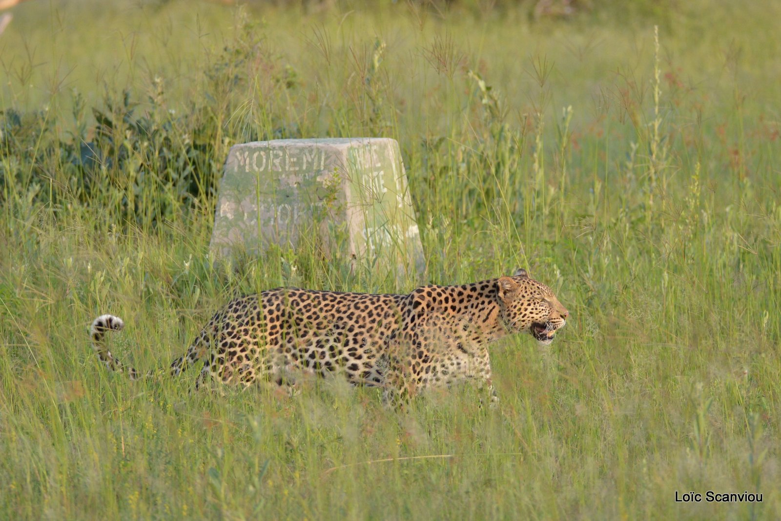 Léopard/Leopard (16)