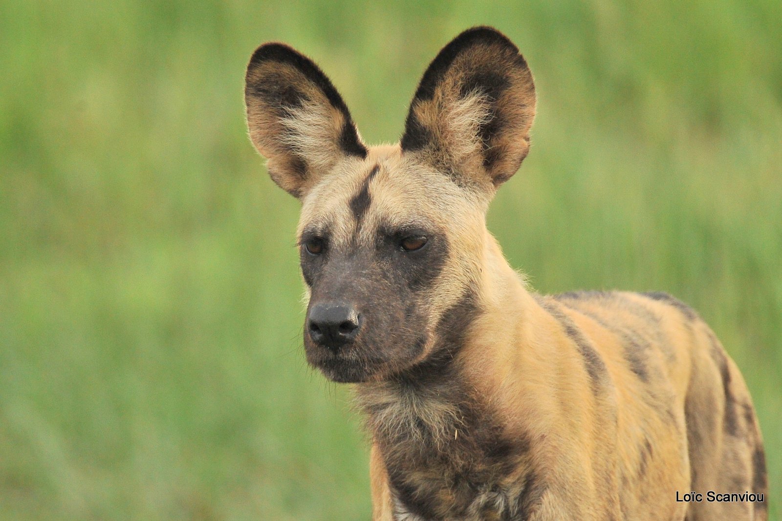 Lycaon/African Wild Dog (1)