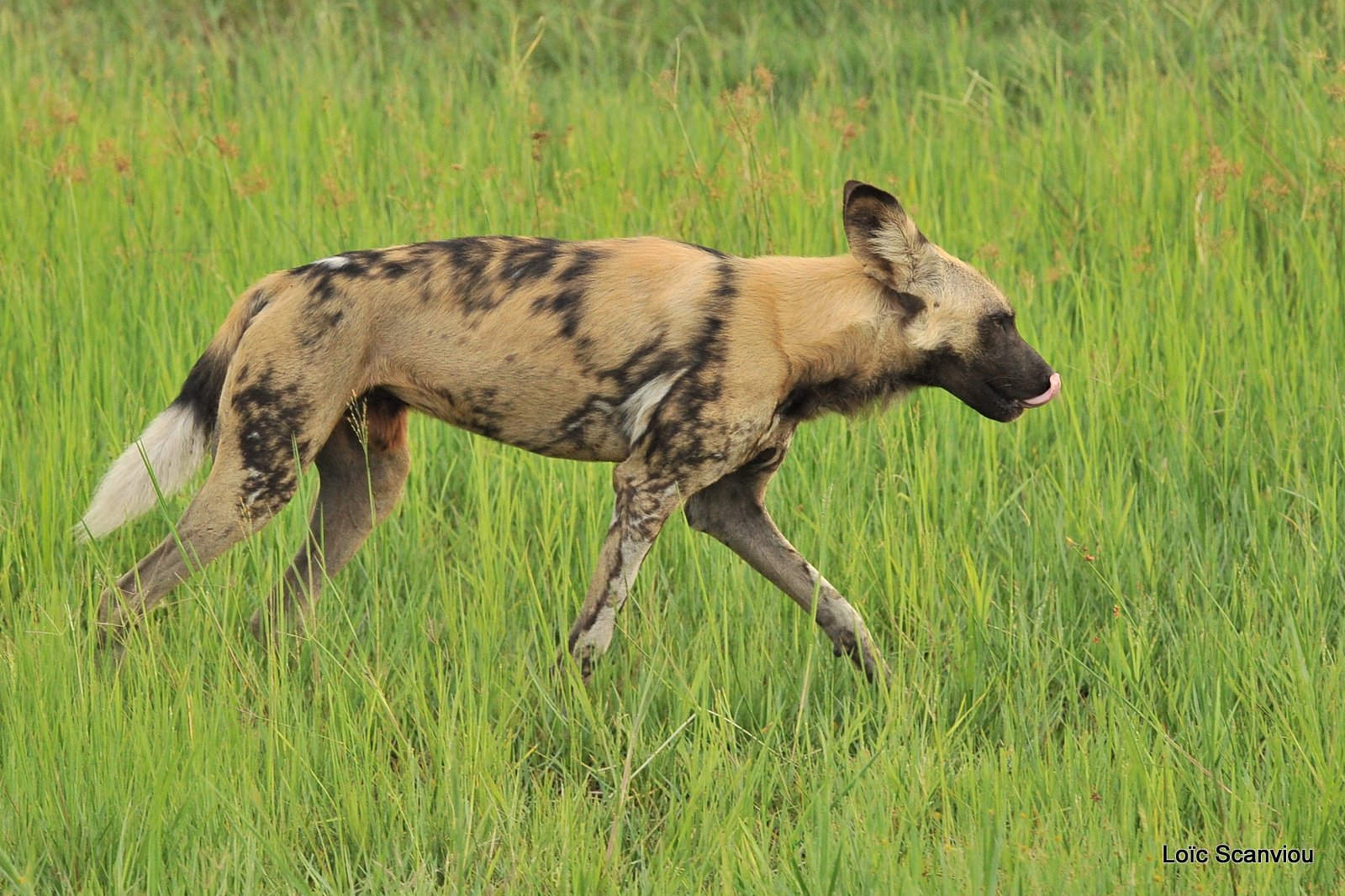 Lycaon/African Wild Dog (2)