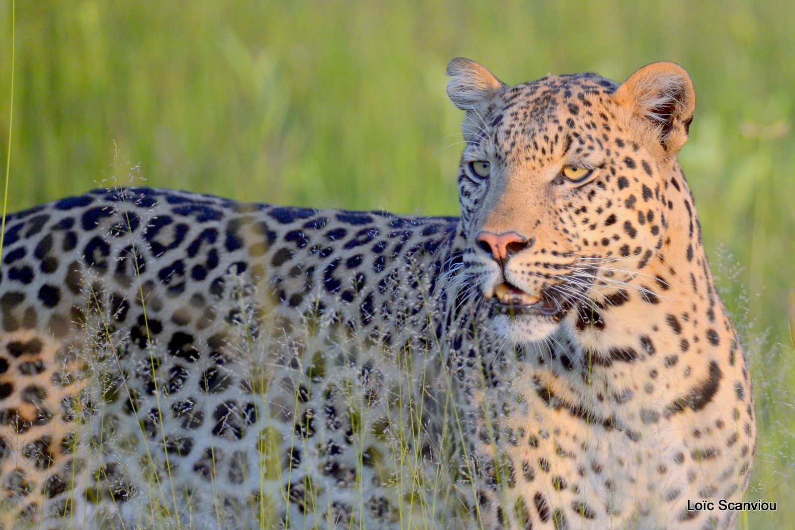 Léopard/Leopard (18)