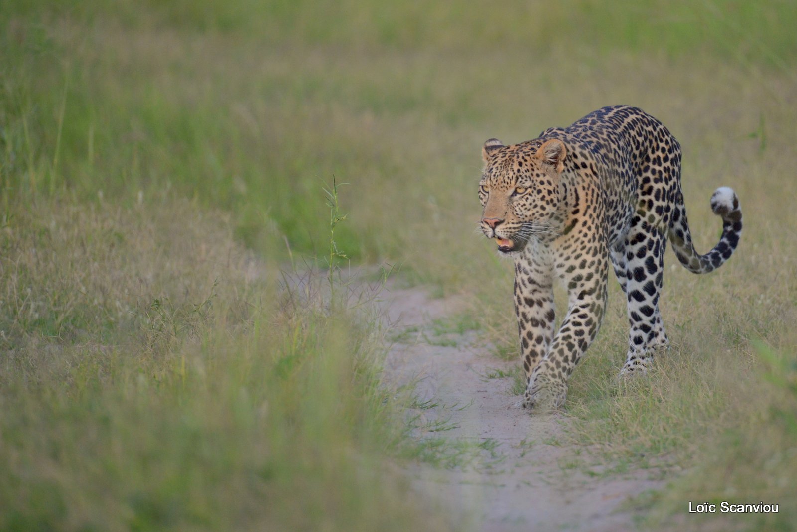 Léopard/Leopard (19)