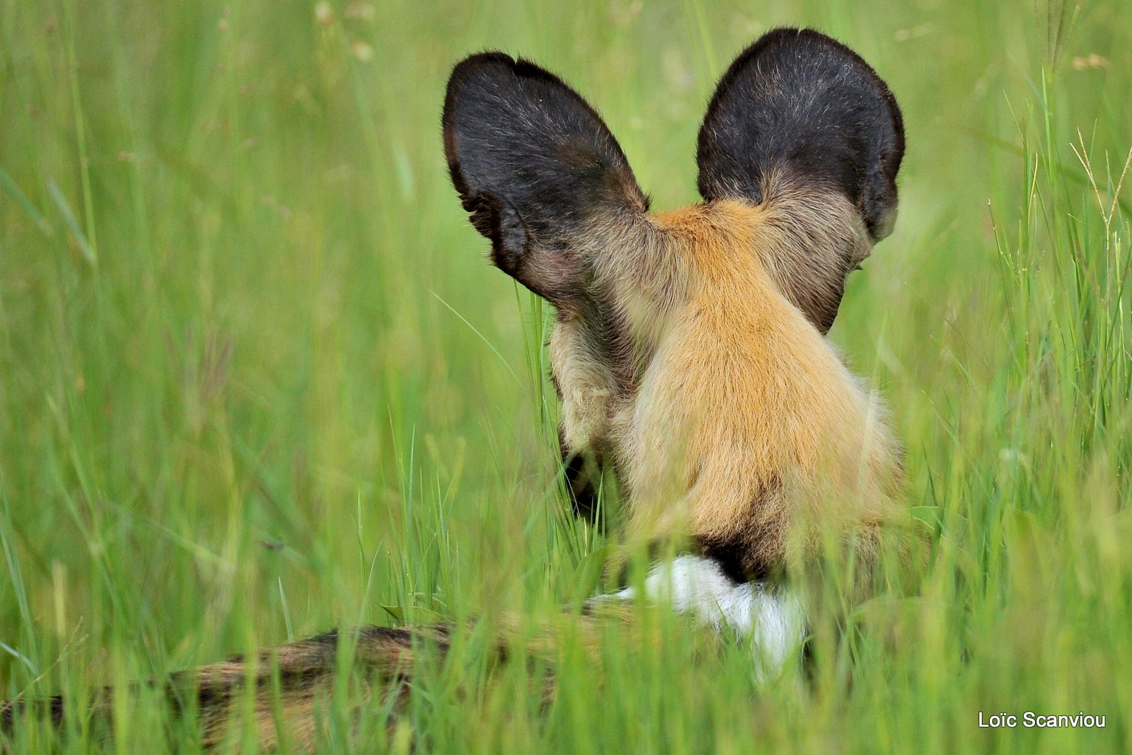 Lycaon/African Wild Dog (4)