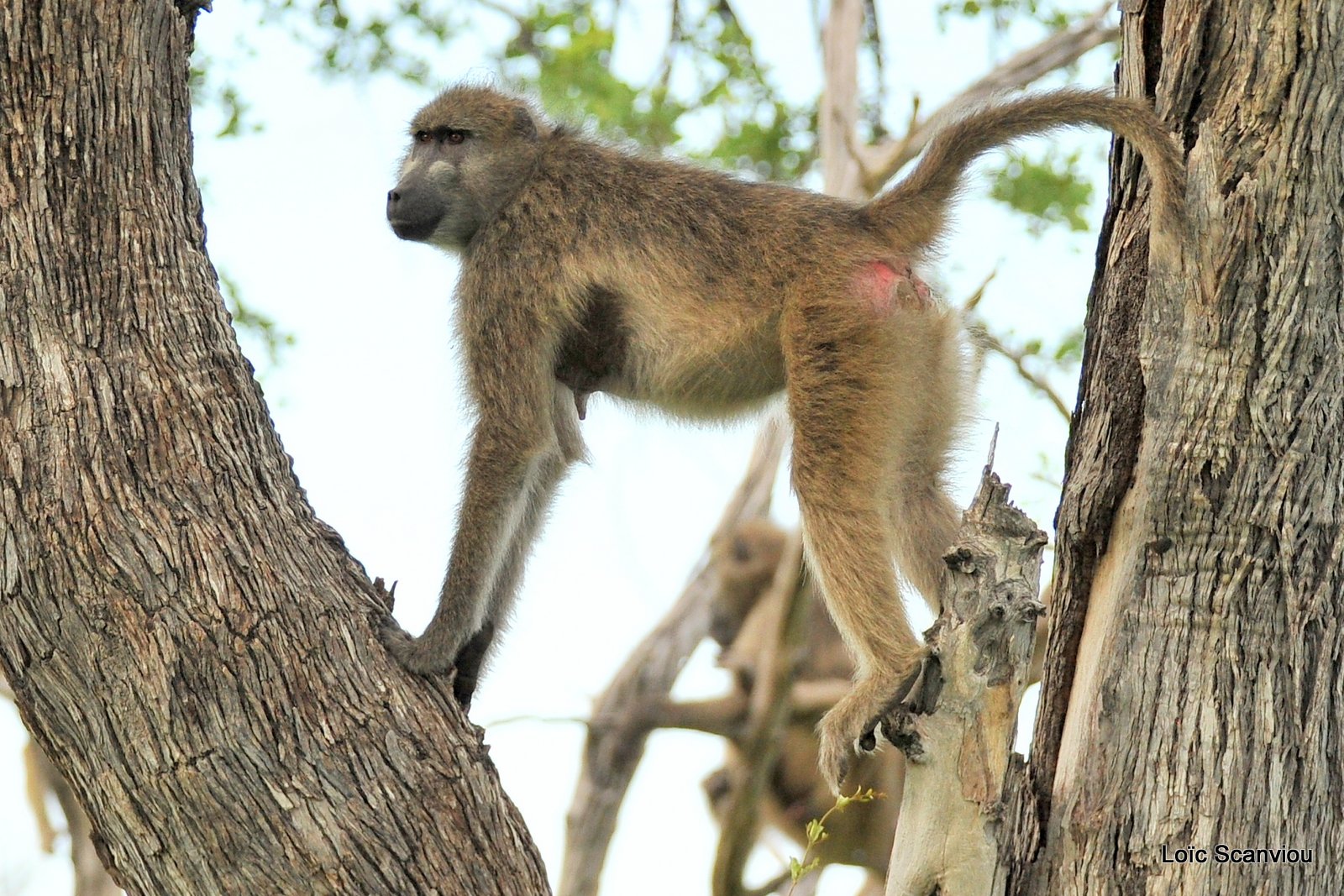 Babouin chacma/Chacma Baboon (1)