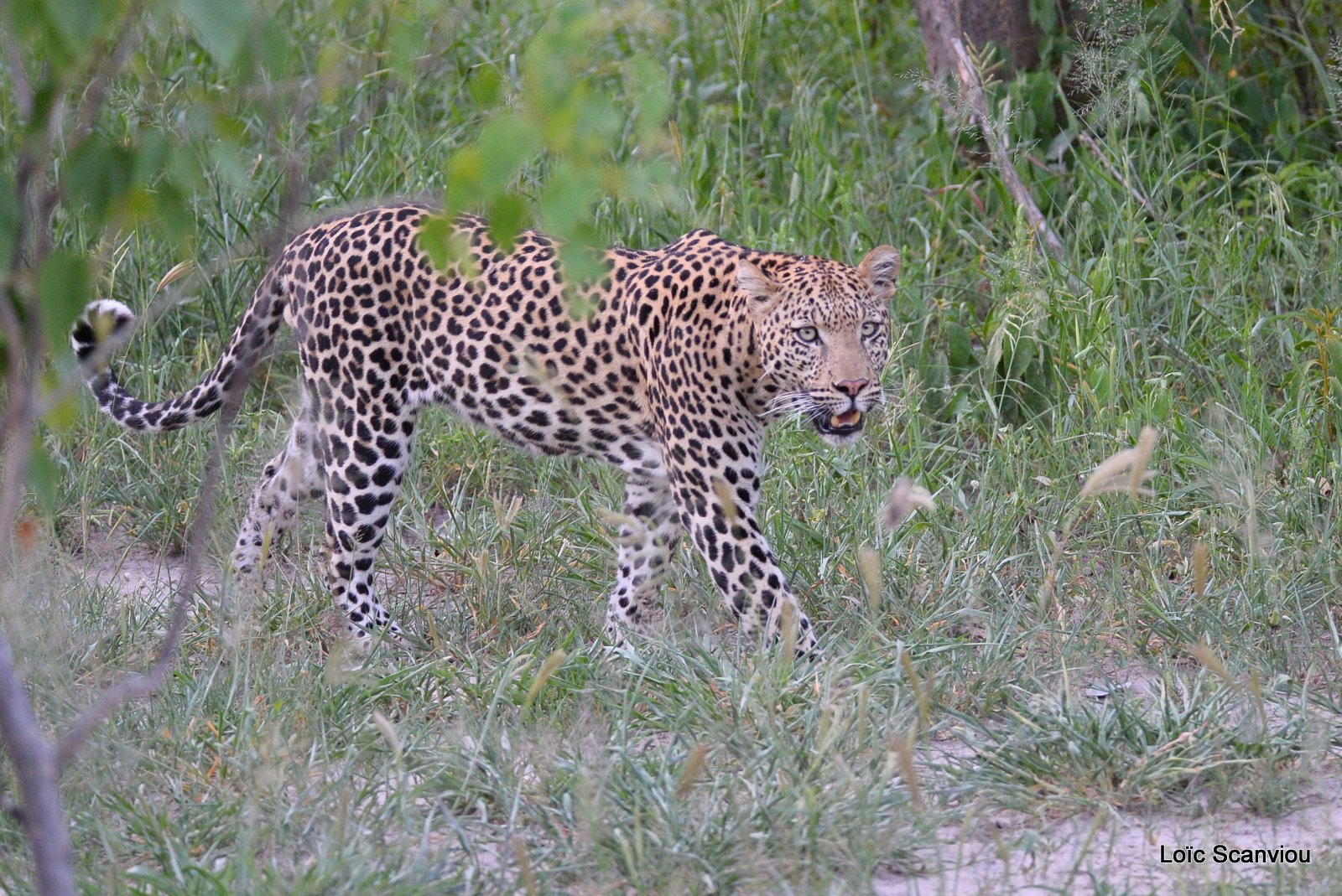 Léopard/Leopard (25)