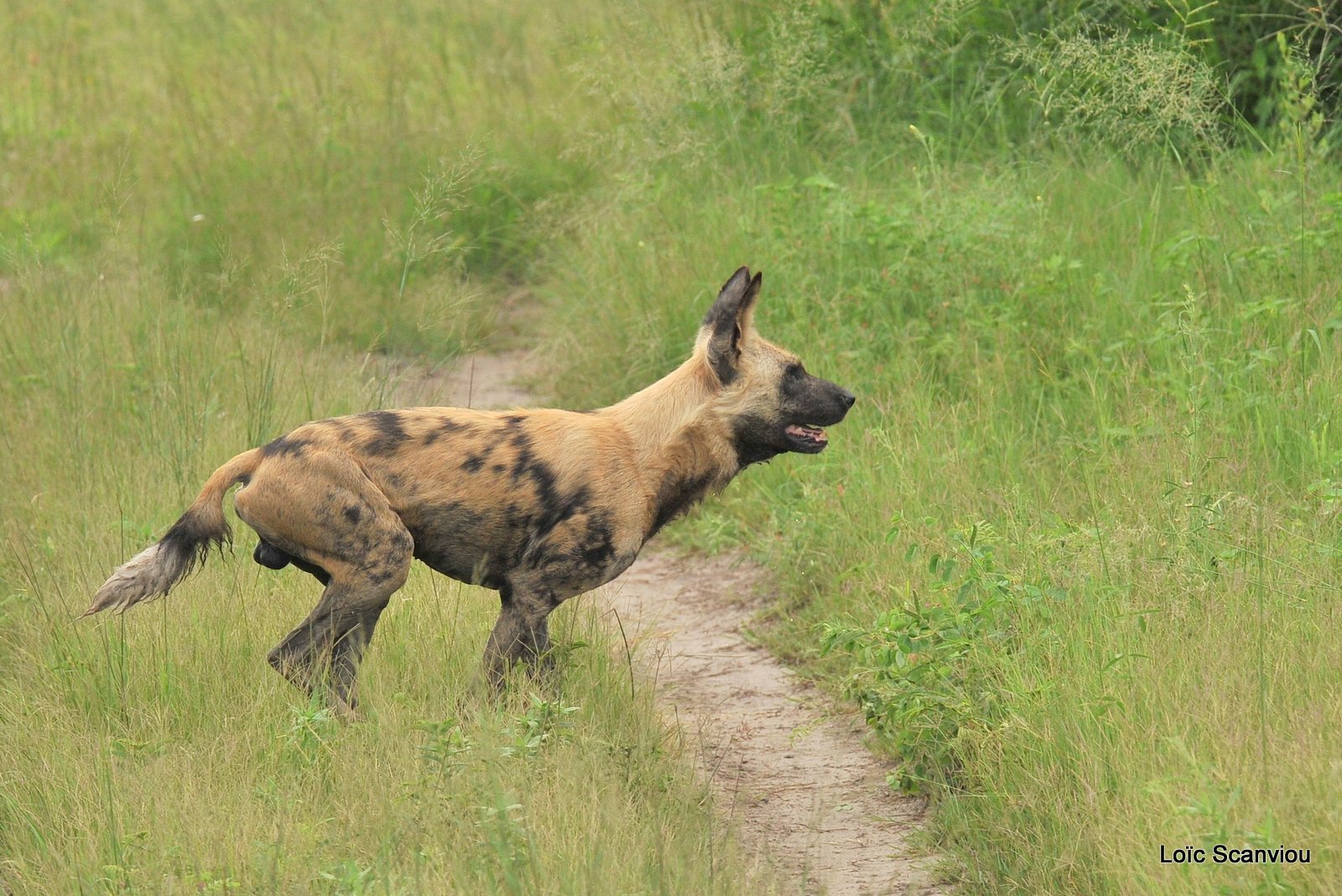 Lycaon/African Wild Dog (6)