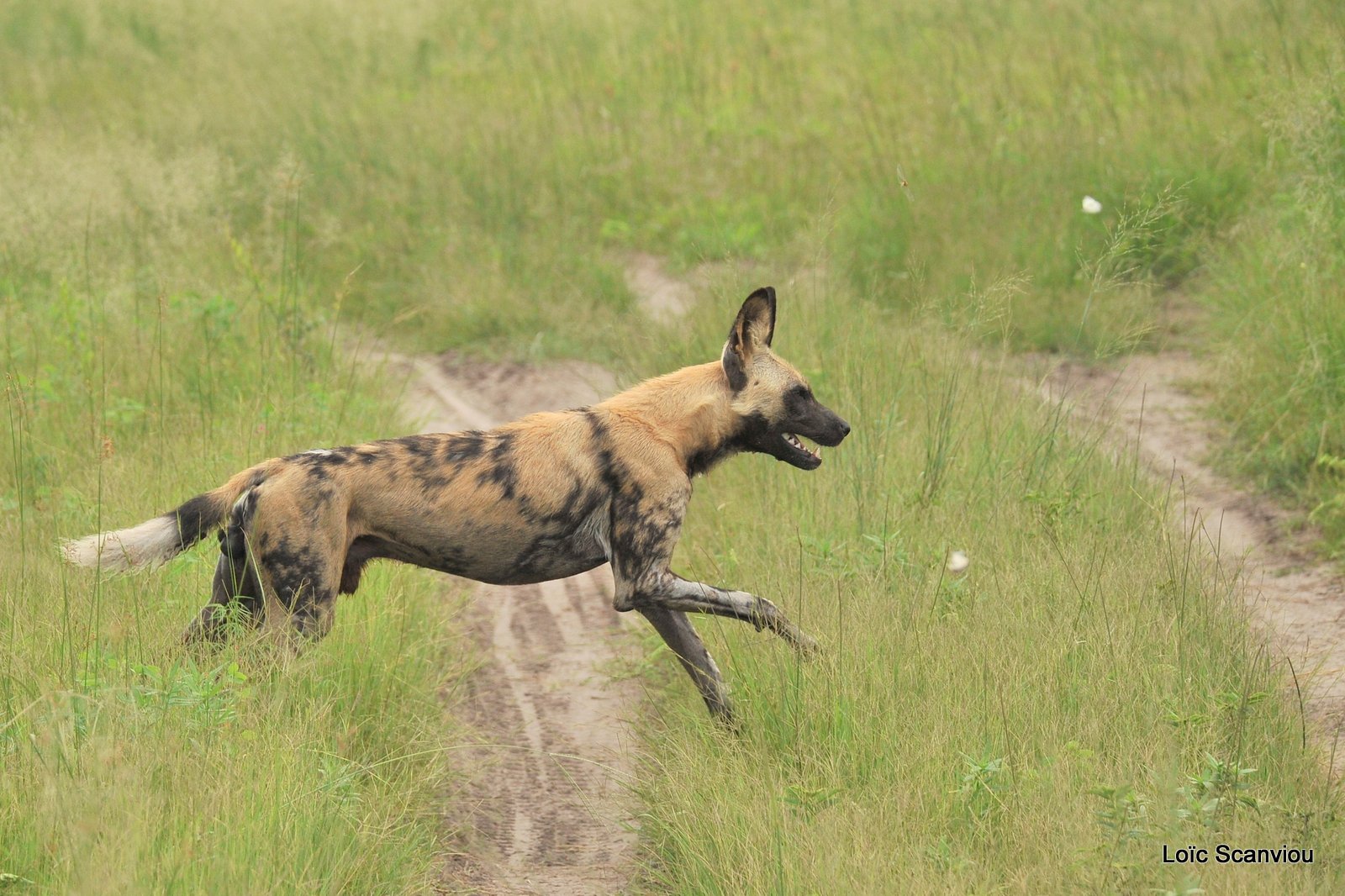 Lycaon/African Wild Dog (7)