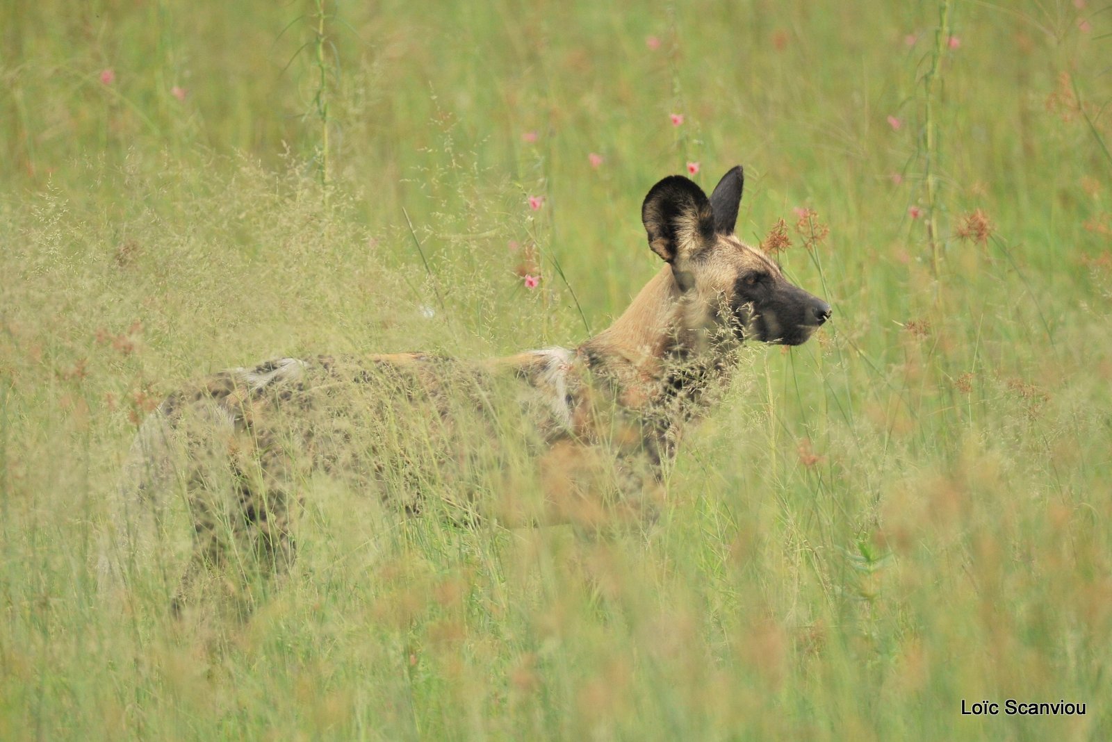 Lycaon/African Wild Dog (8)