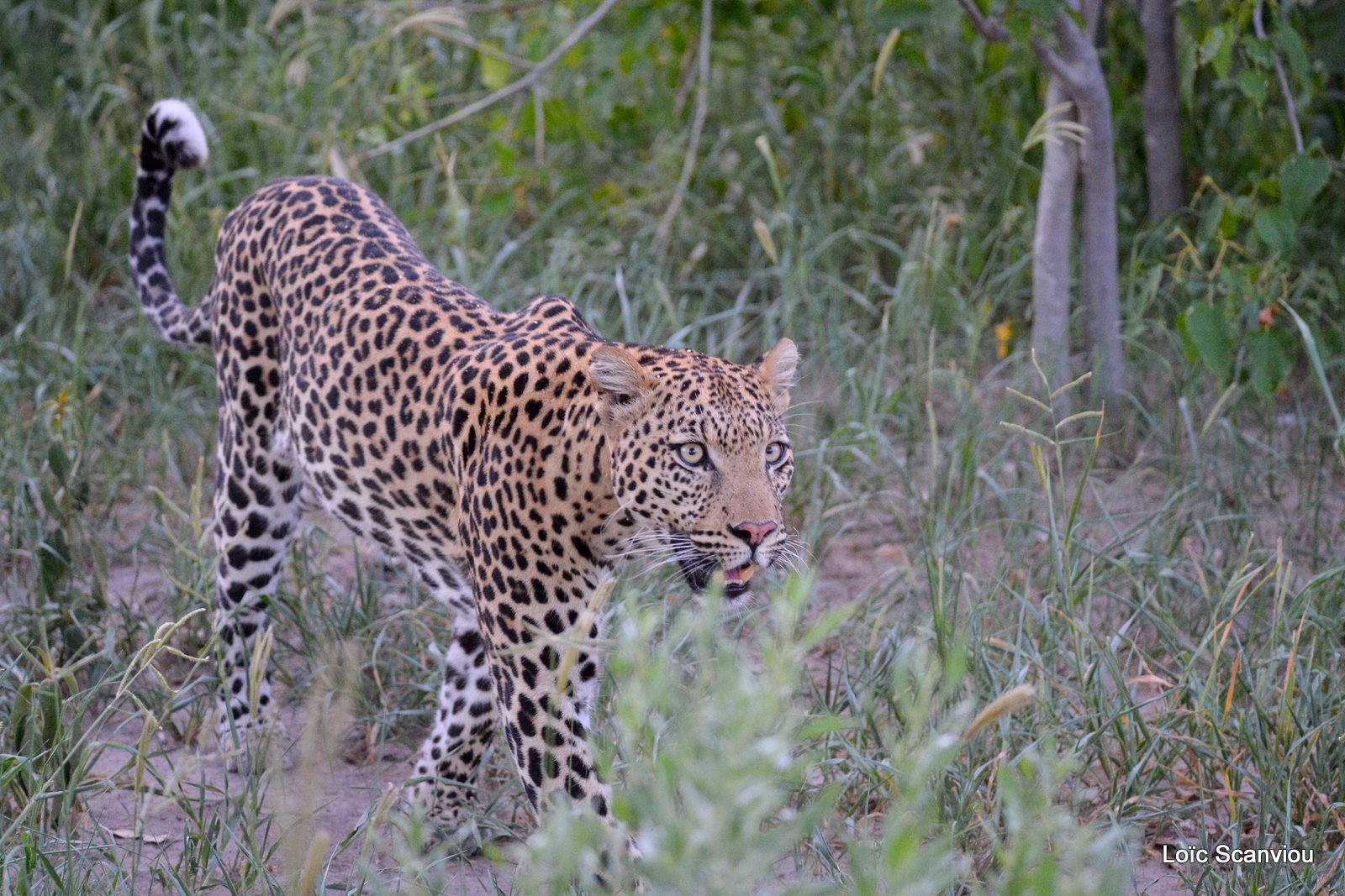 Léopard/Leopard (26)