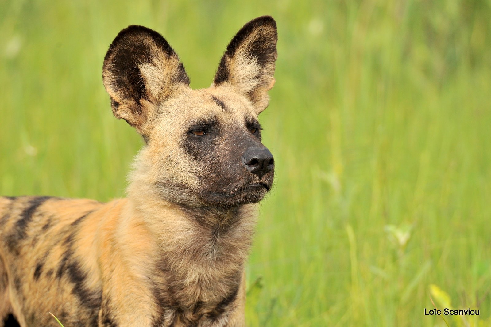 Lycaon/African Wild Dog (9)