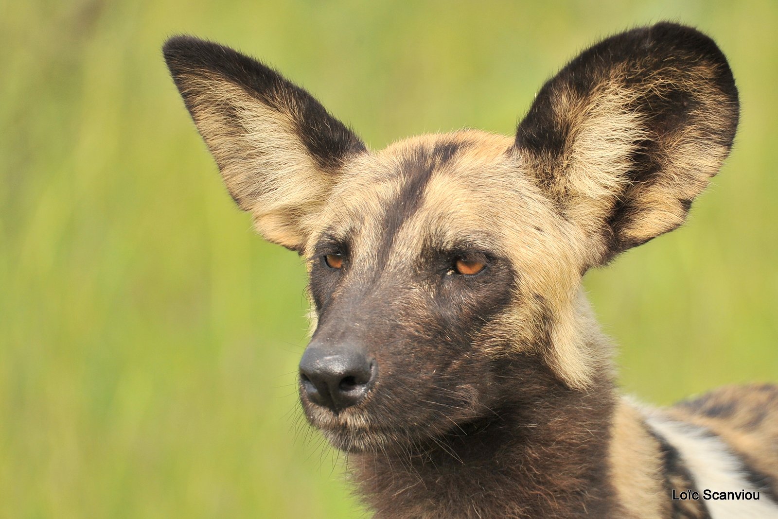 Lycaon/African Wild Dog (10)