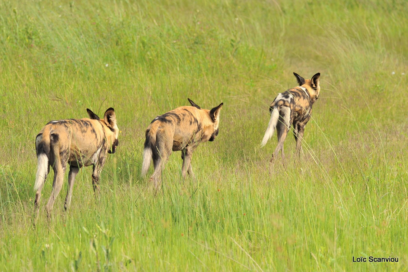 Lycaon/African Wild Dog (12)