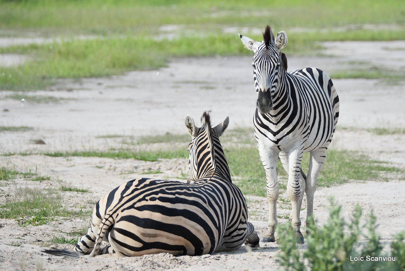 Zèbres/Zebras (1)