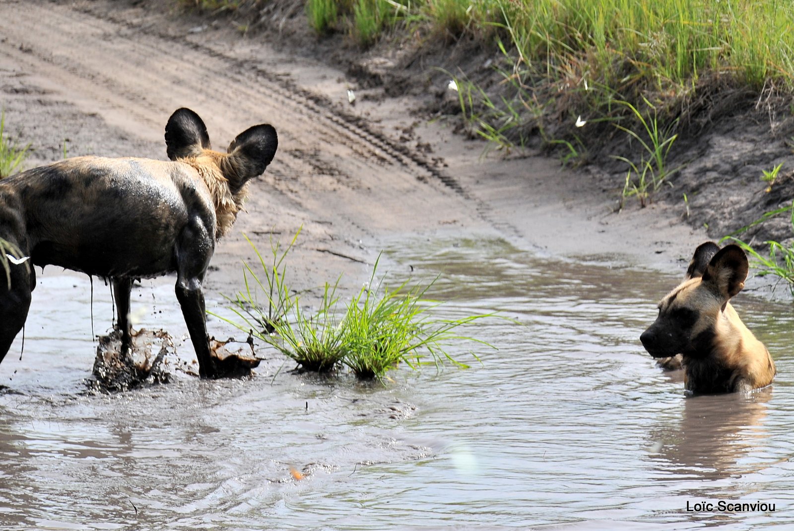 Lycaon/African Wild Dog (13)