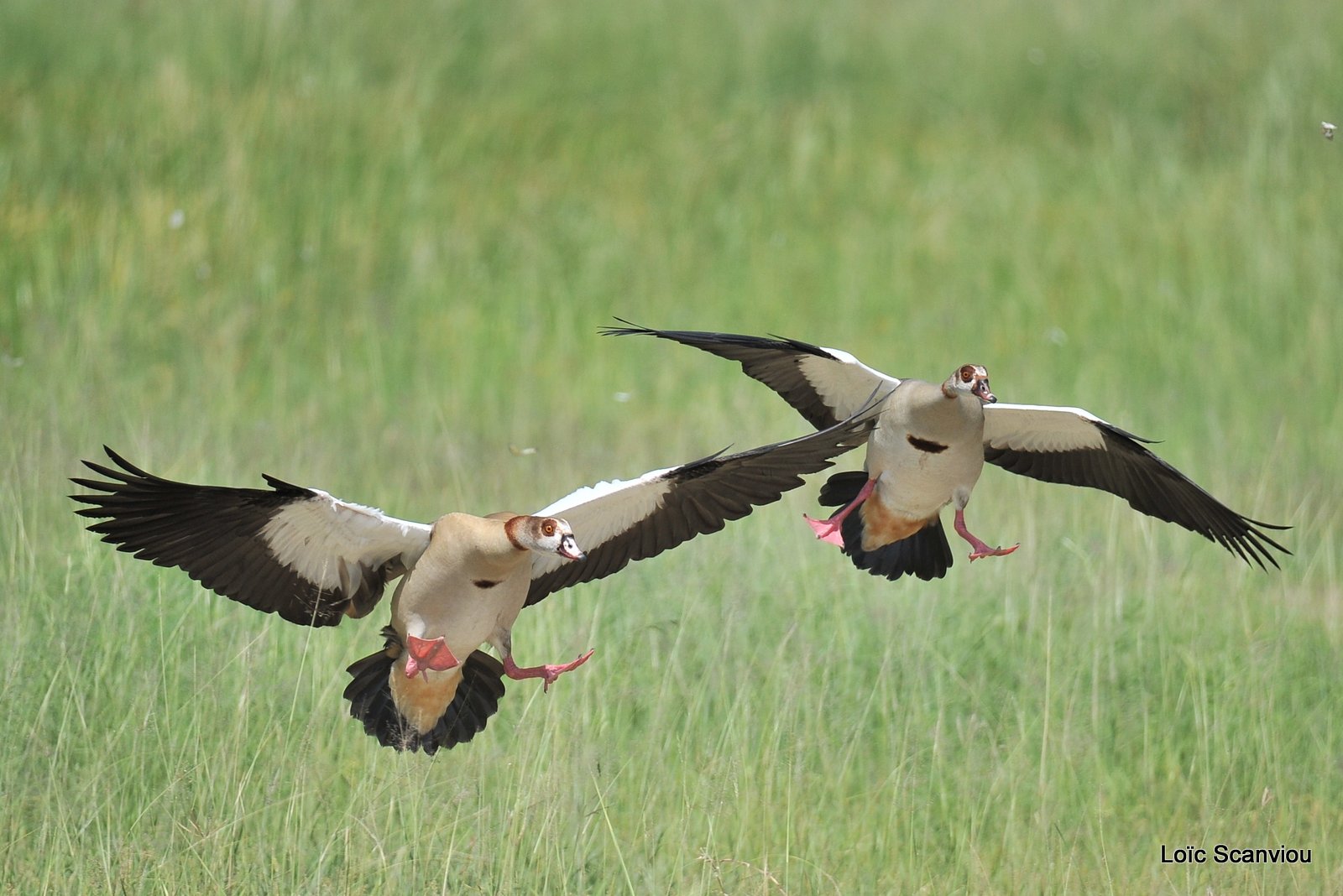 Ouettes d'Egypte/Egyptian Geese (2)