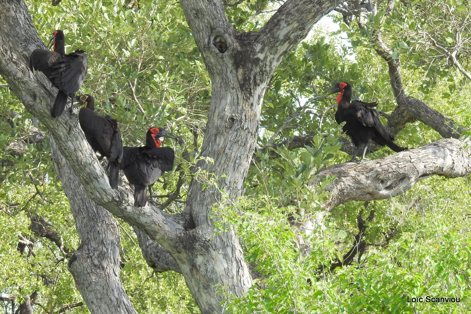 Bucorve du Sud/Southern Ground Hornbill (5)