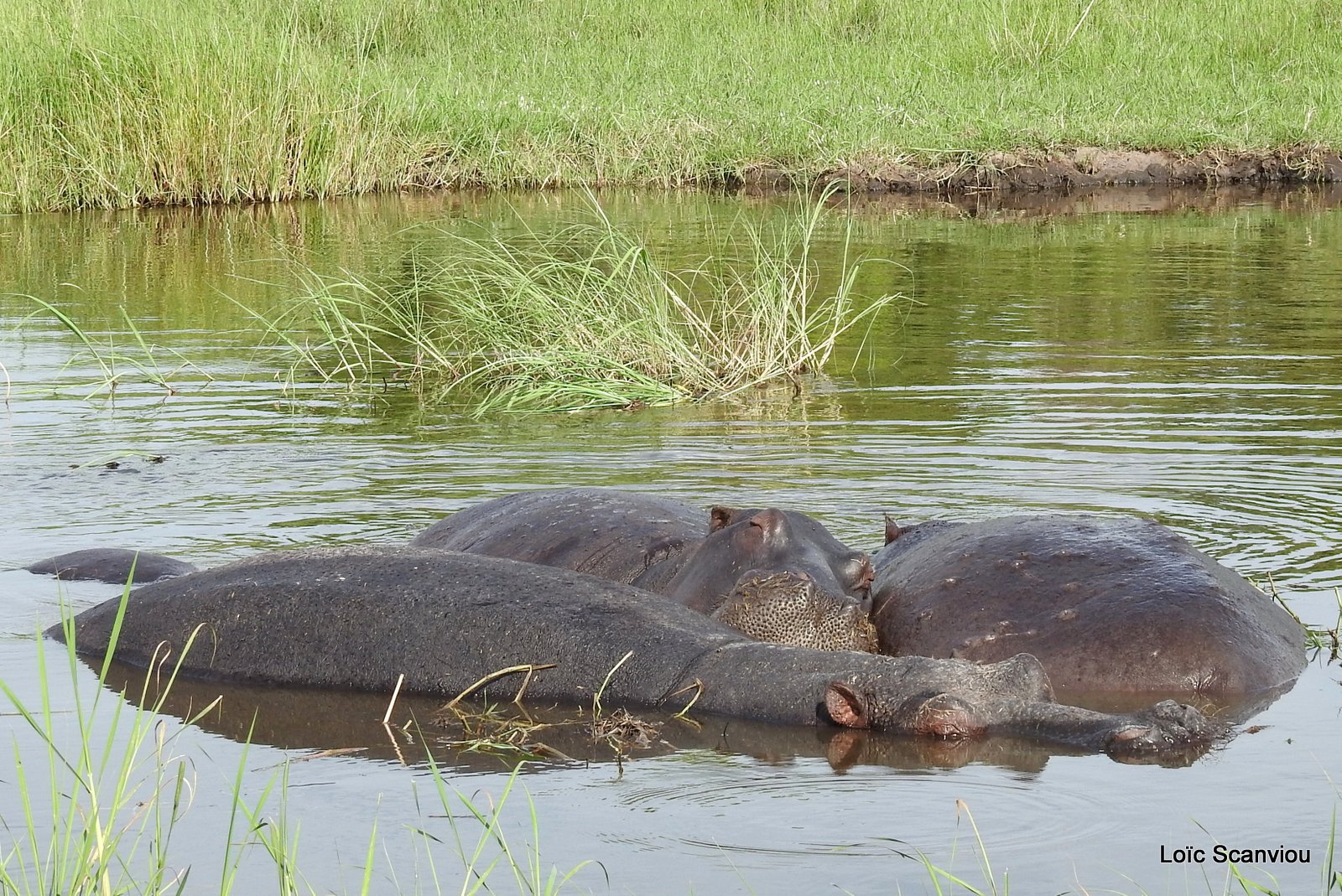 Hippopotame amphibie/Hippopotamus (3)