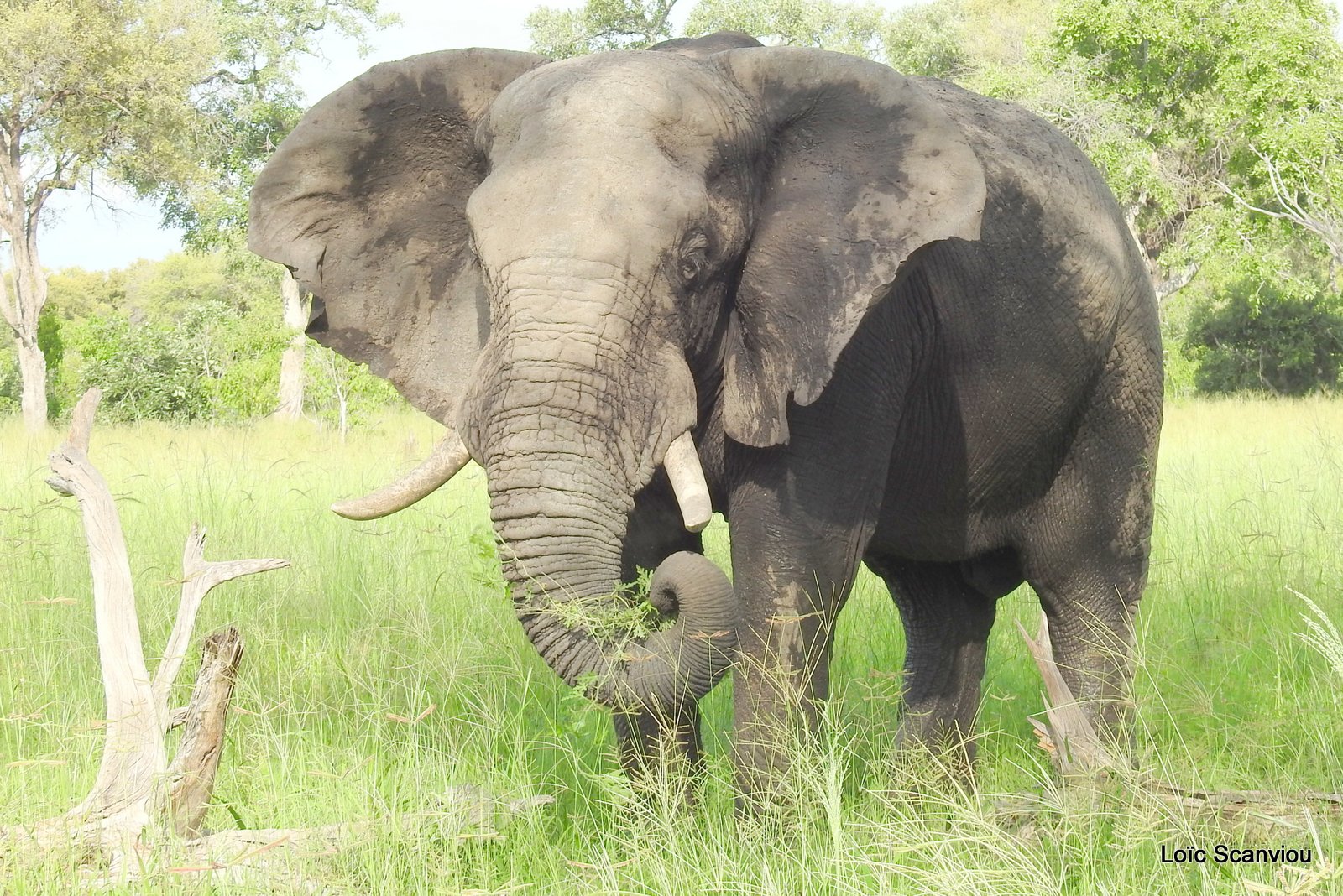 Eléphant d'Afrique/African Elephant (1)