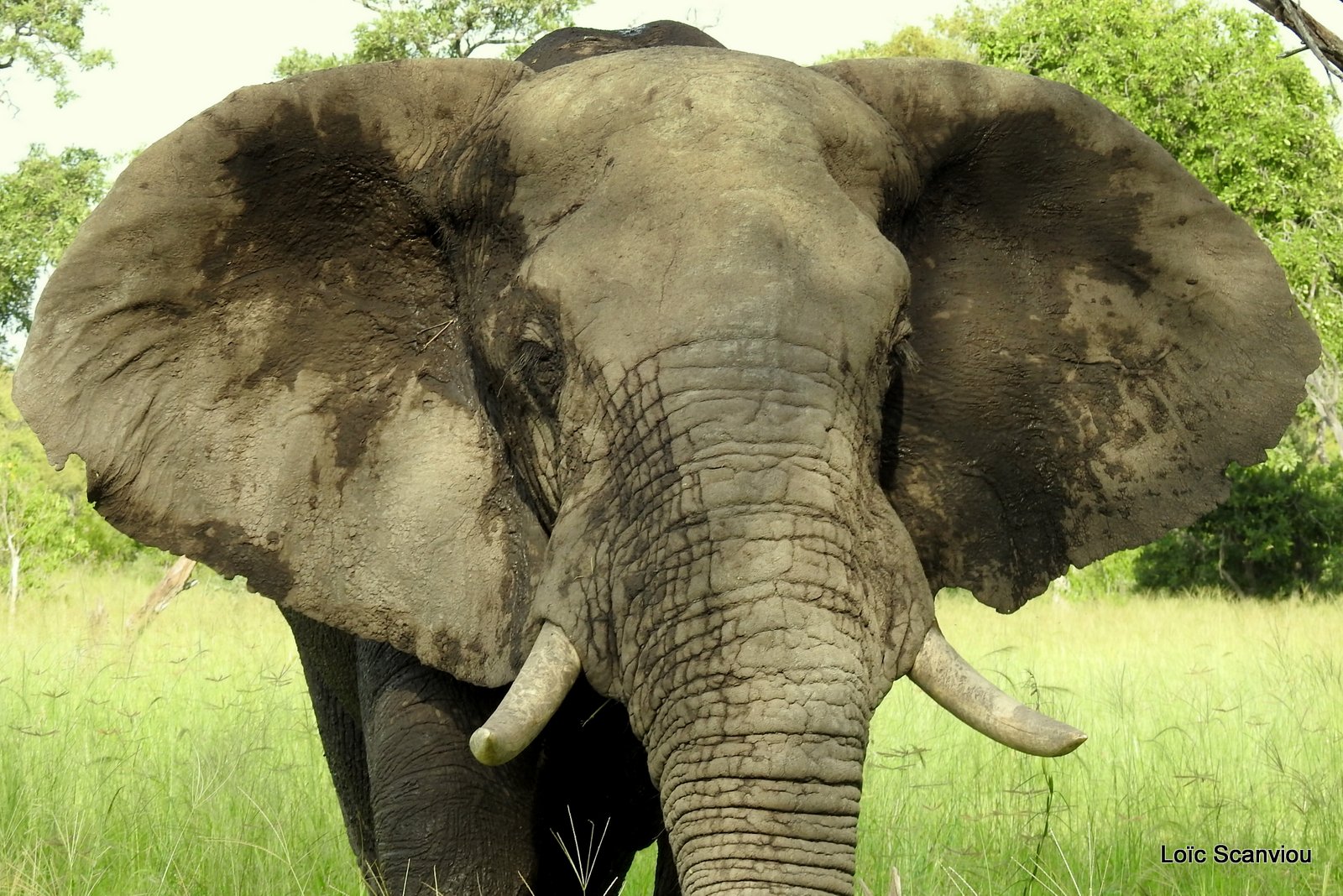 Eléphant d'Afrique/African Elephant (2)