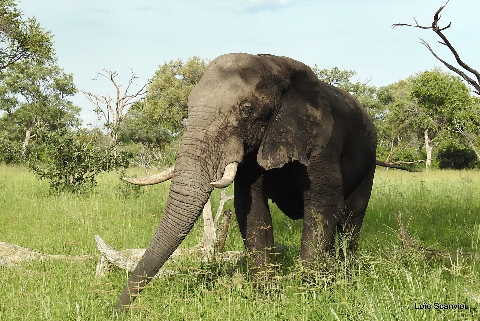 Eléphant d'Afrique/African Elephant (3)