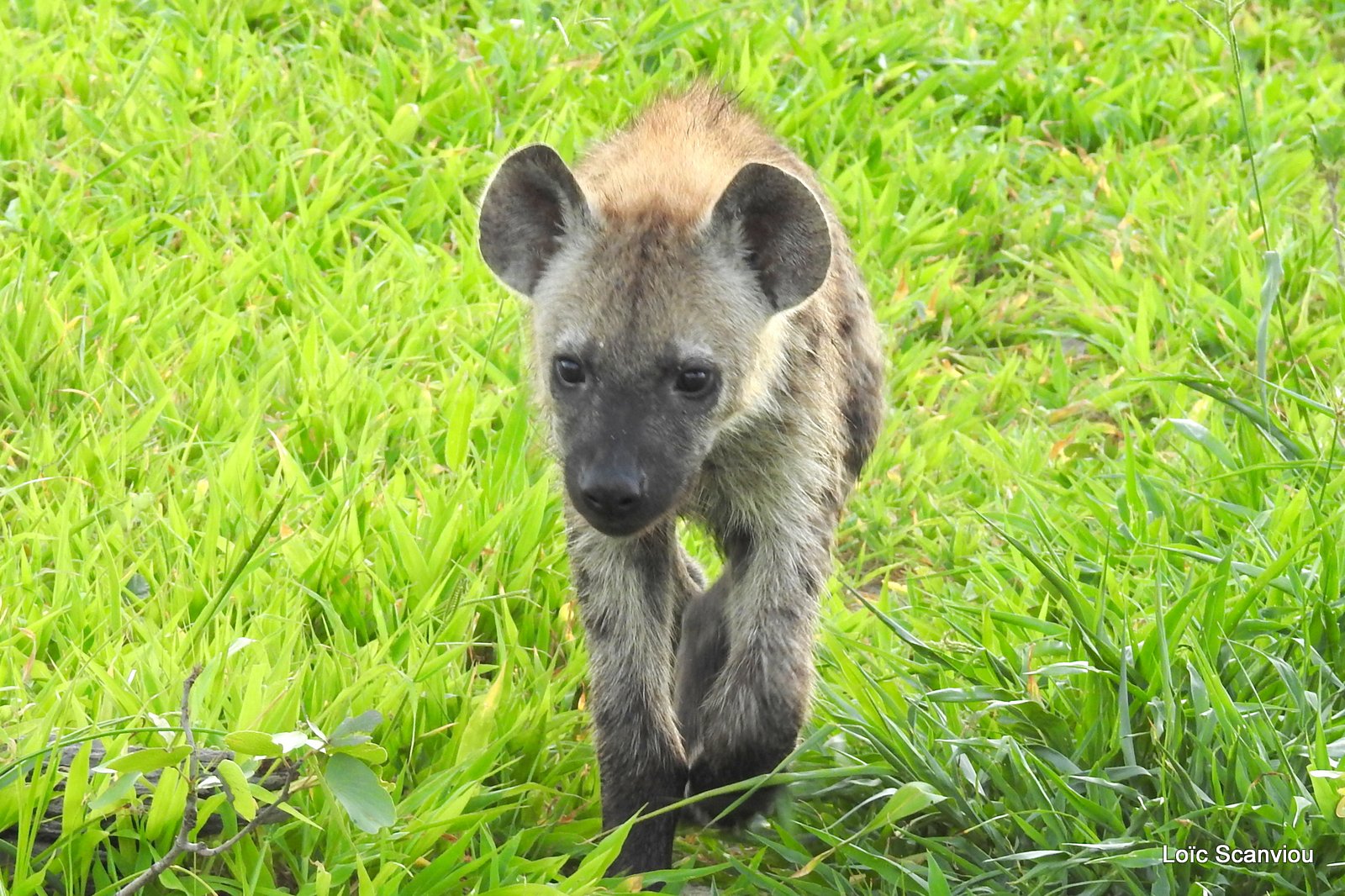 Hyène tachetée/Spotted Hyena (18)