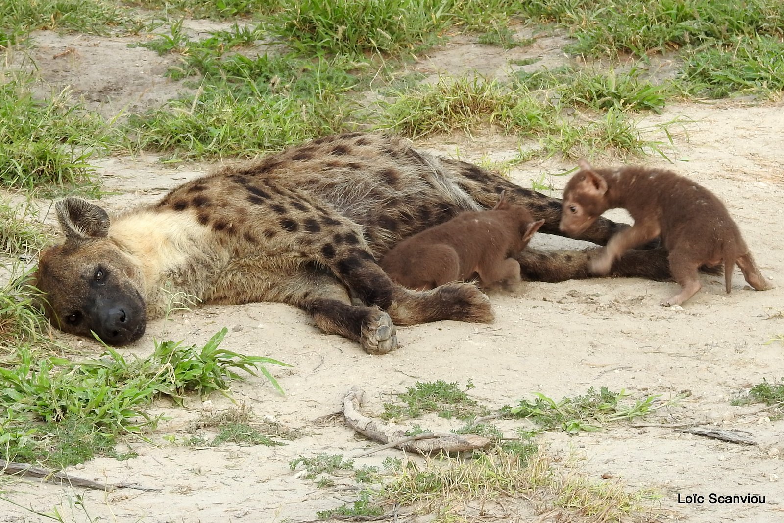 Hyène tachetée/Spotted Hyena (19)