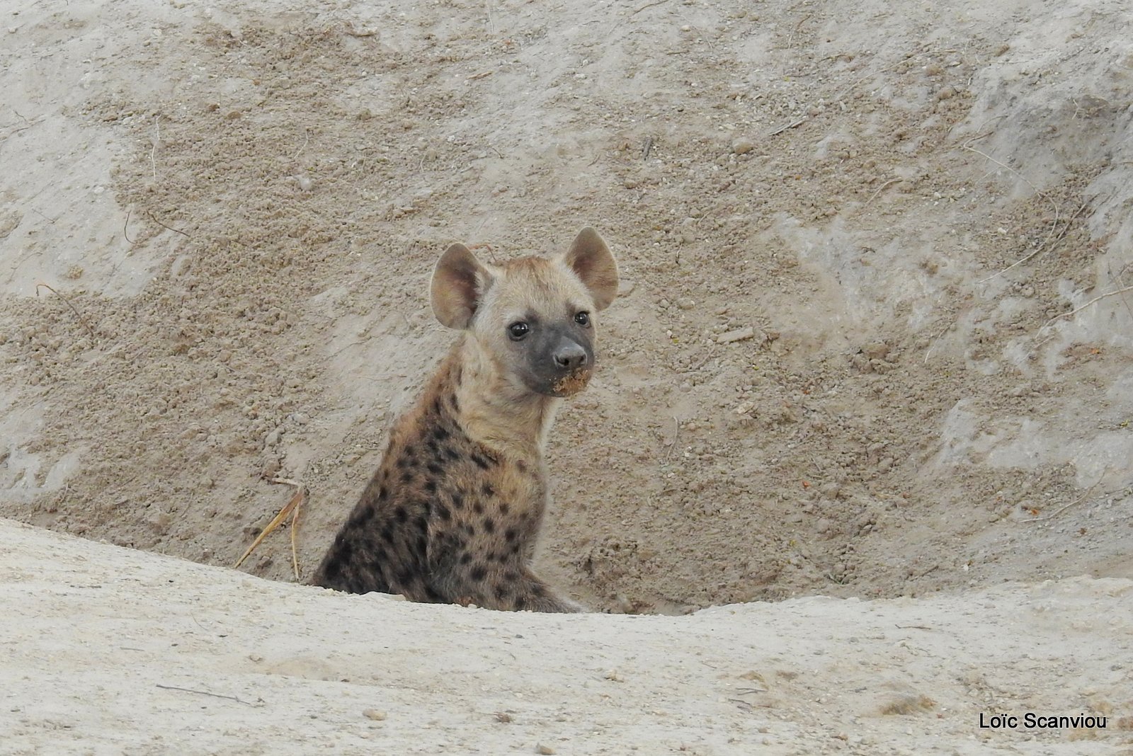 Hyène tachetée/Spotted Hyena (22)