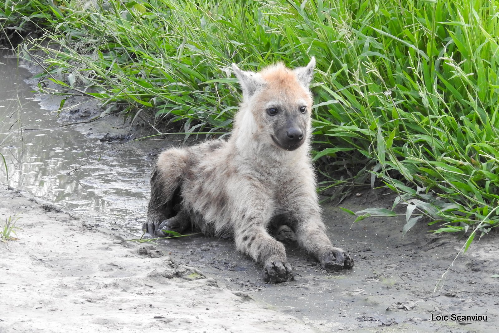 Hyène tachetée/Spotted Hyena (23)