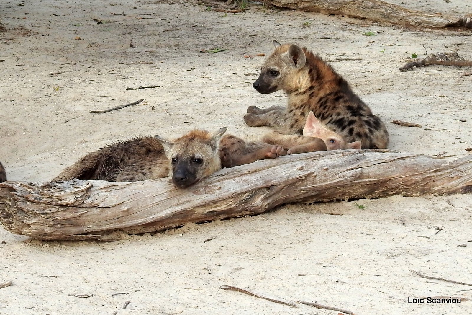 Hyène tachetée/Spotted Hyena (24)