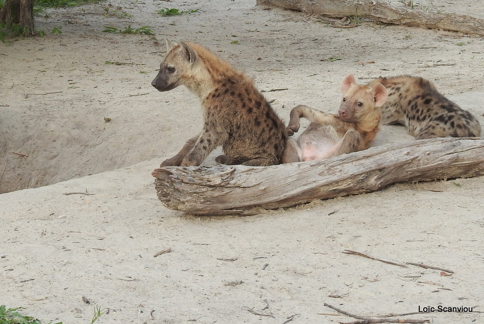 Hyène tachetée/Spotted Hyena (26)