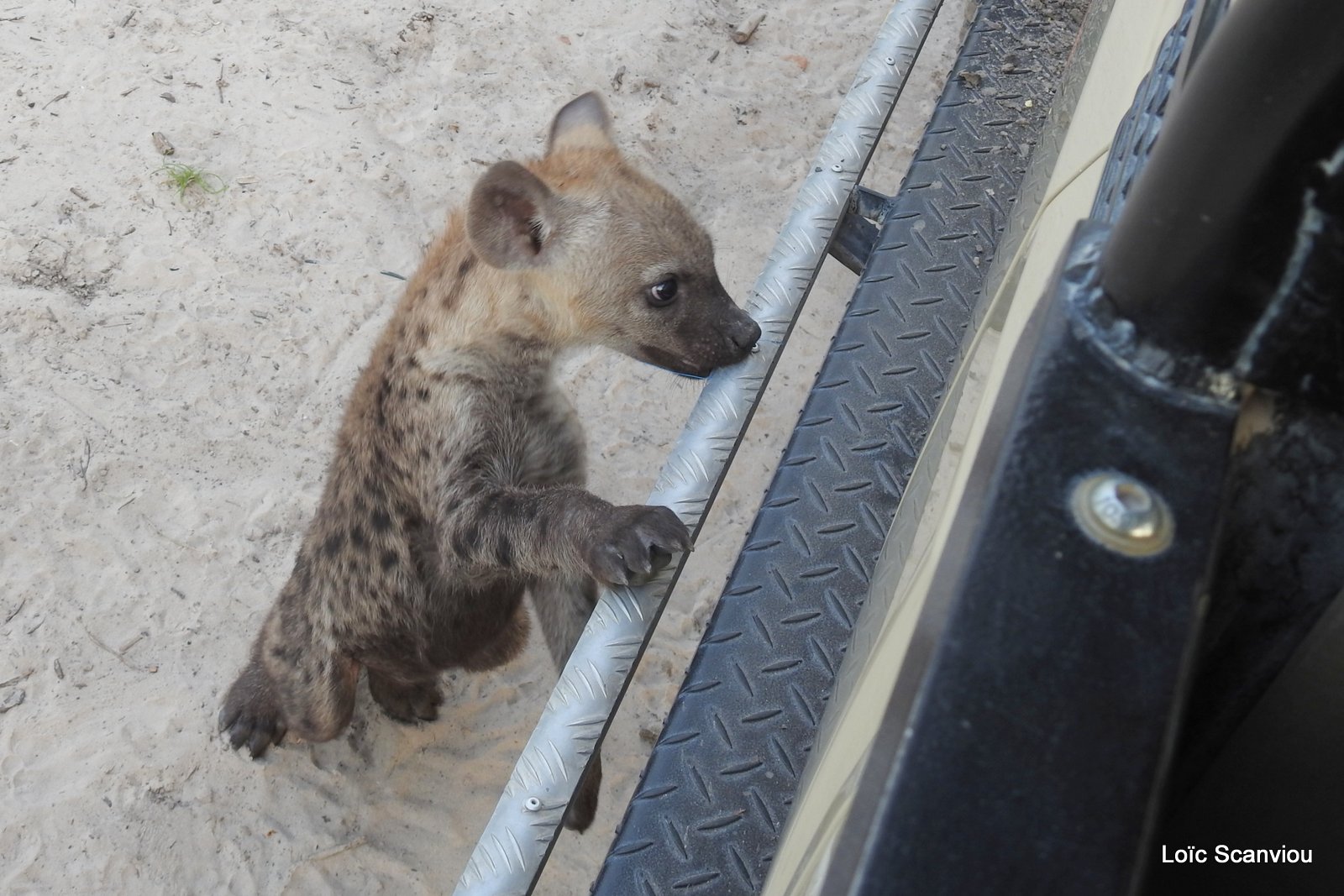 Hyène tachetée/Spotted Hyena (28)