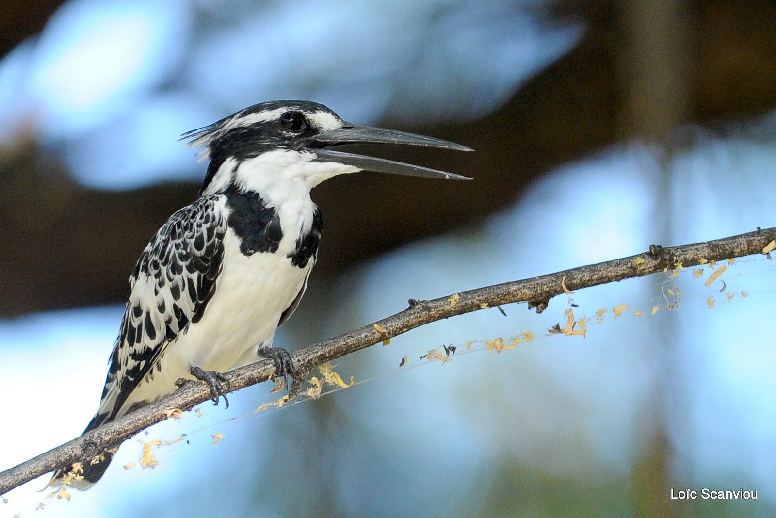 Martin-pêcheur pie/Pied Kingfisher (3)