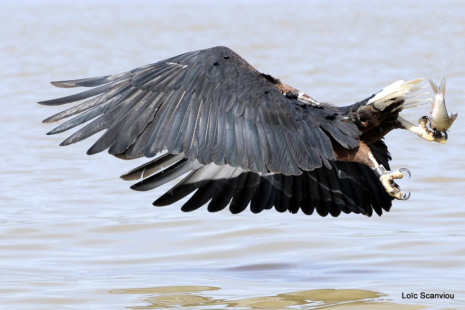 Aigle vocifère/African Fish Eagle (21)
