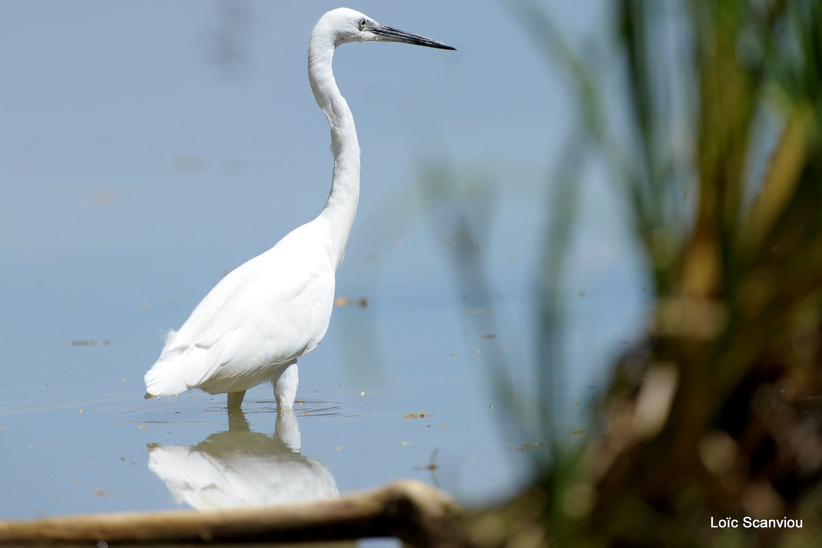 Aigrette/Egret (3)