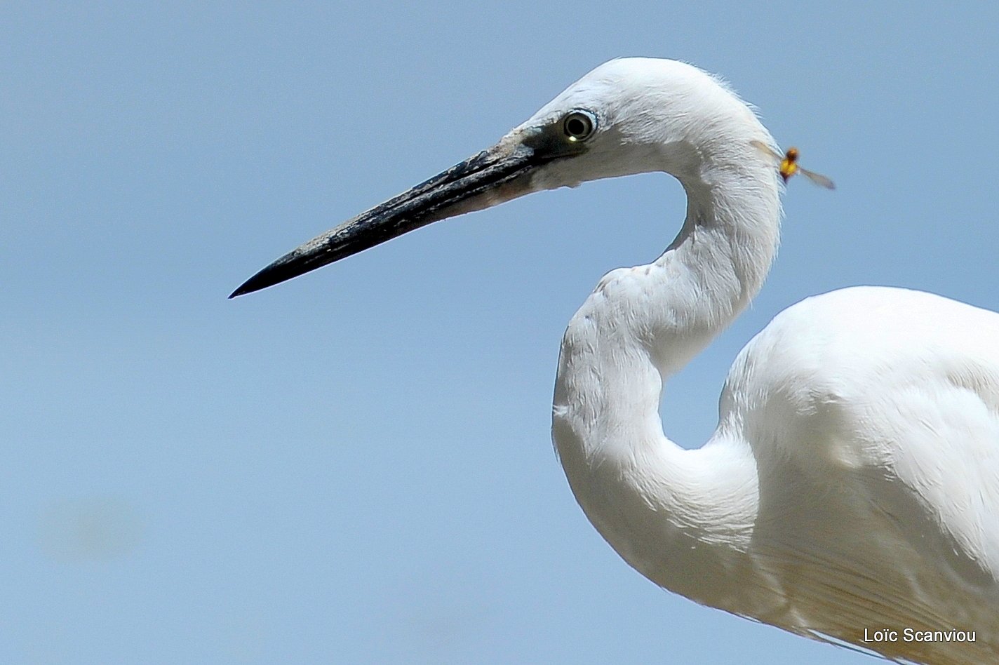 Aigrette/Egret (4)