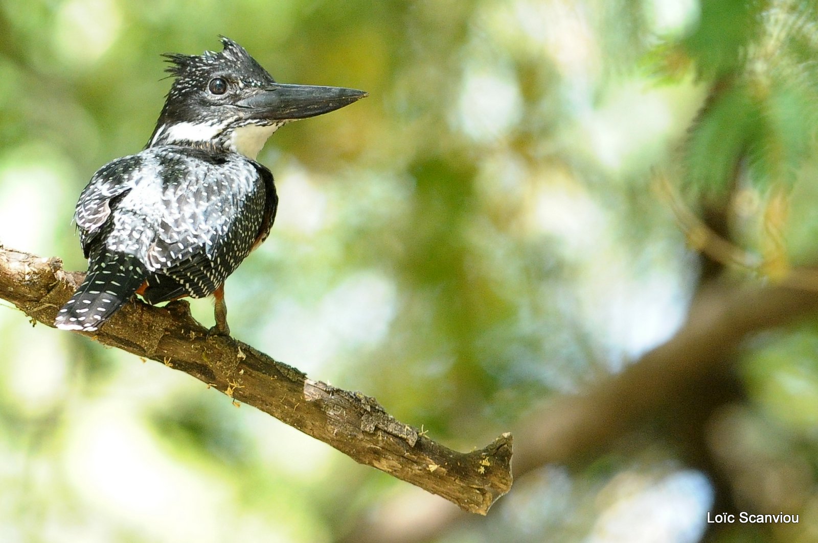 Martin-pêcheur géant/Giant Kingfisher (1)