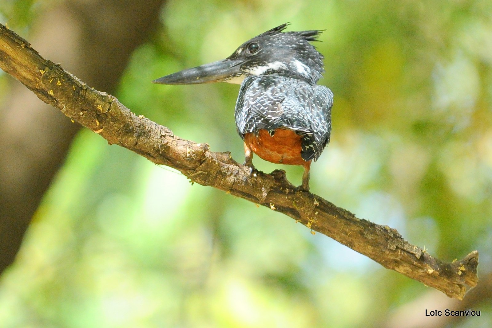 Martin-pêcheur géant/Giant Kingfisher (2)
