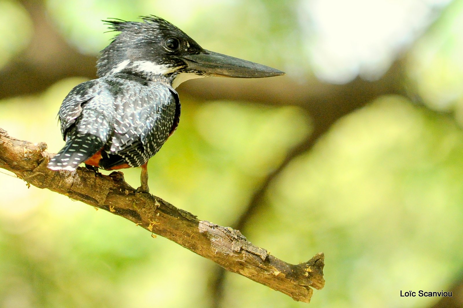 Martin-pêcheur géant/Giant Kingfisher (3)