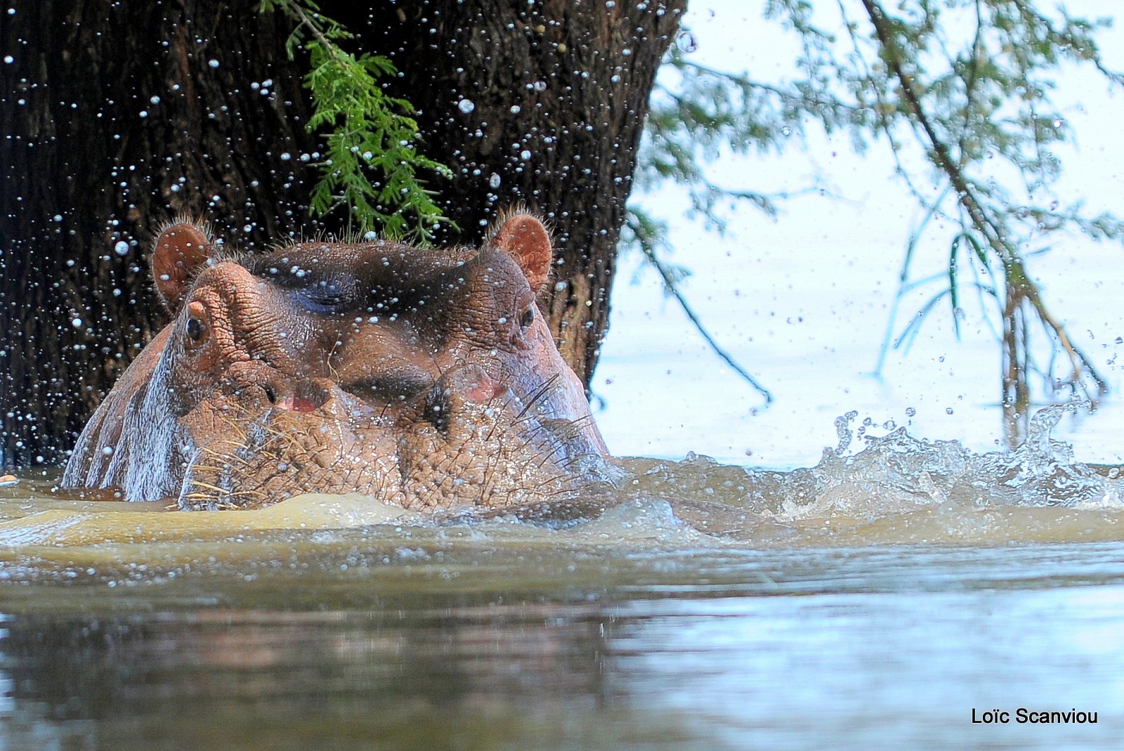 Hippopotame/Hippopotamus (13)