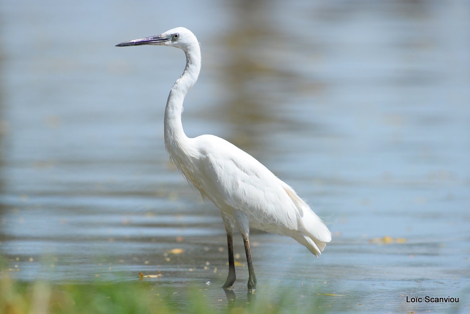 Aigrette/Egret (5)