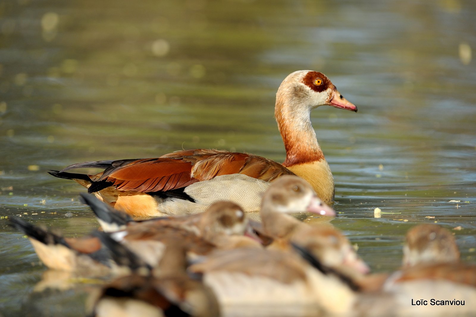 Ouette d'Egypte/Egyptian Goose (1)