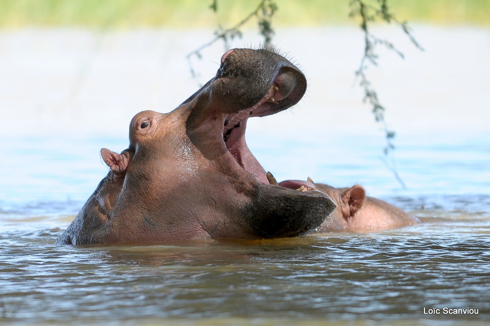Hippopotame/Hippopotamus (16)