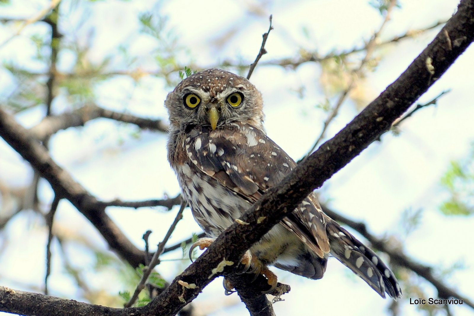 Chevêchette perlée/Pearl-spotted Owlet (1)