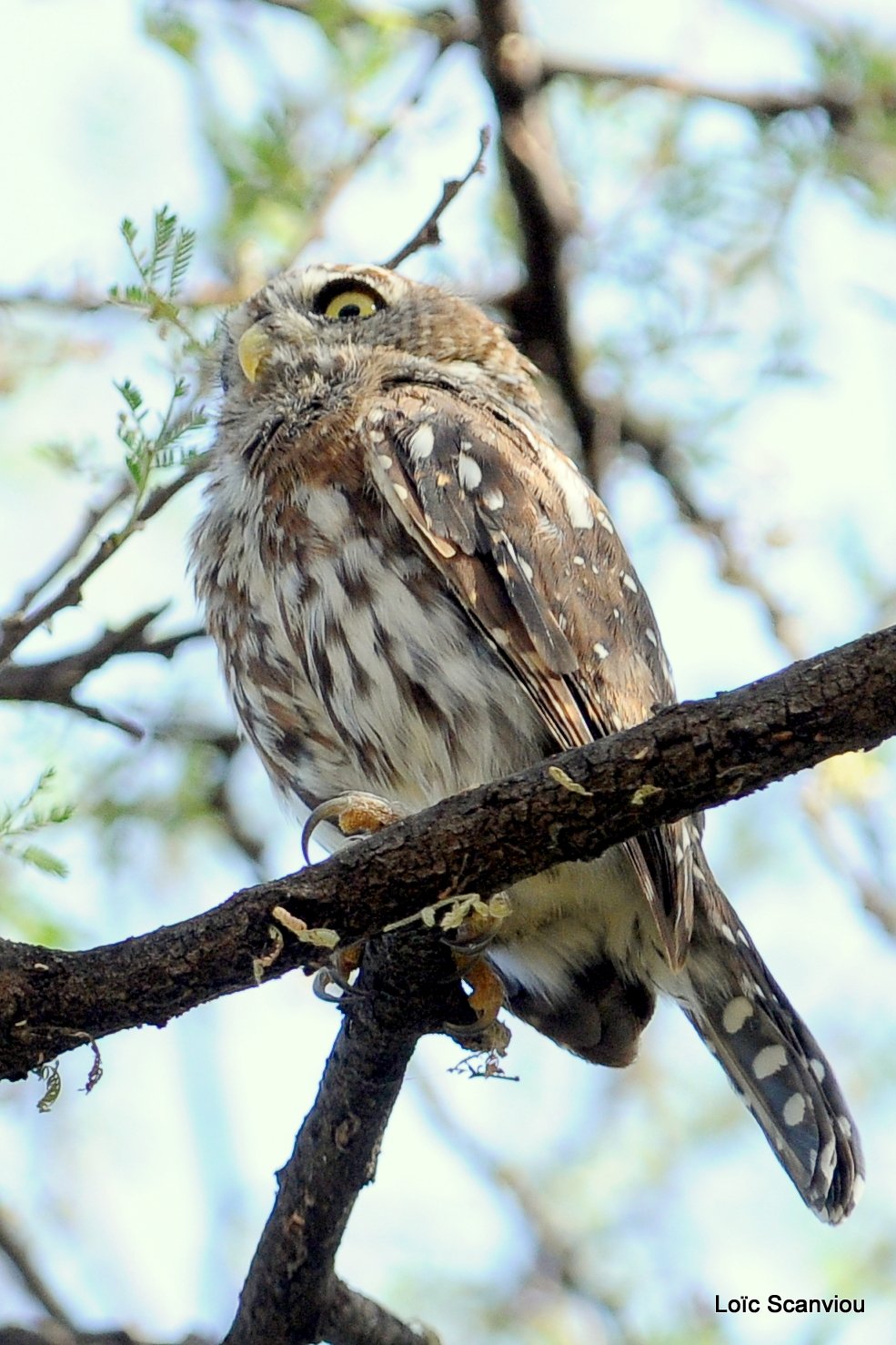 Chevêchette perlée/Pearl-spotted Owlet (2)