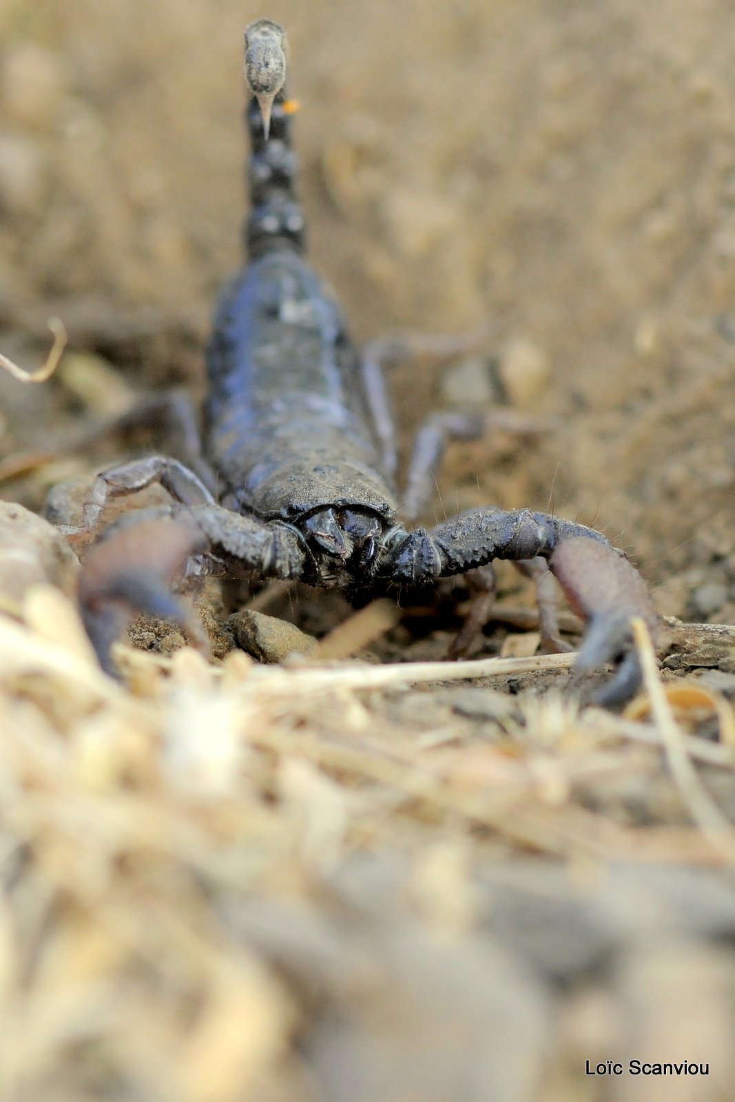 Scorpion (1)