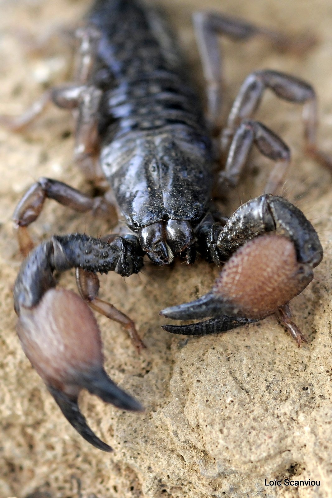 Scorpion (2)