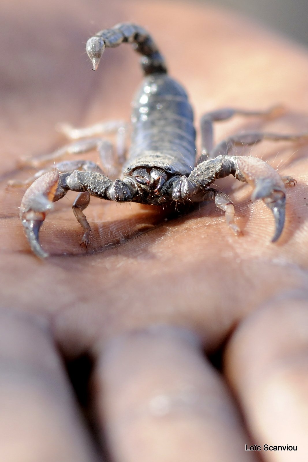 Scorpion (3)