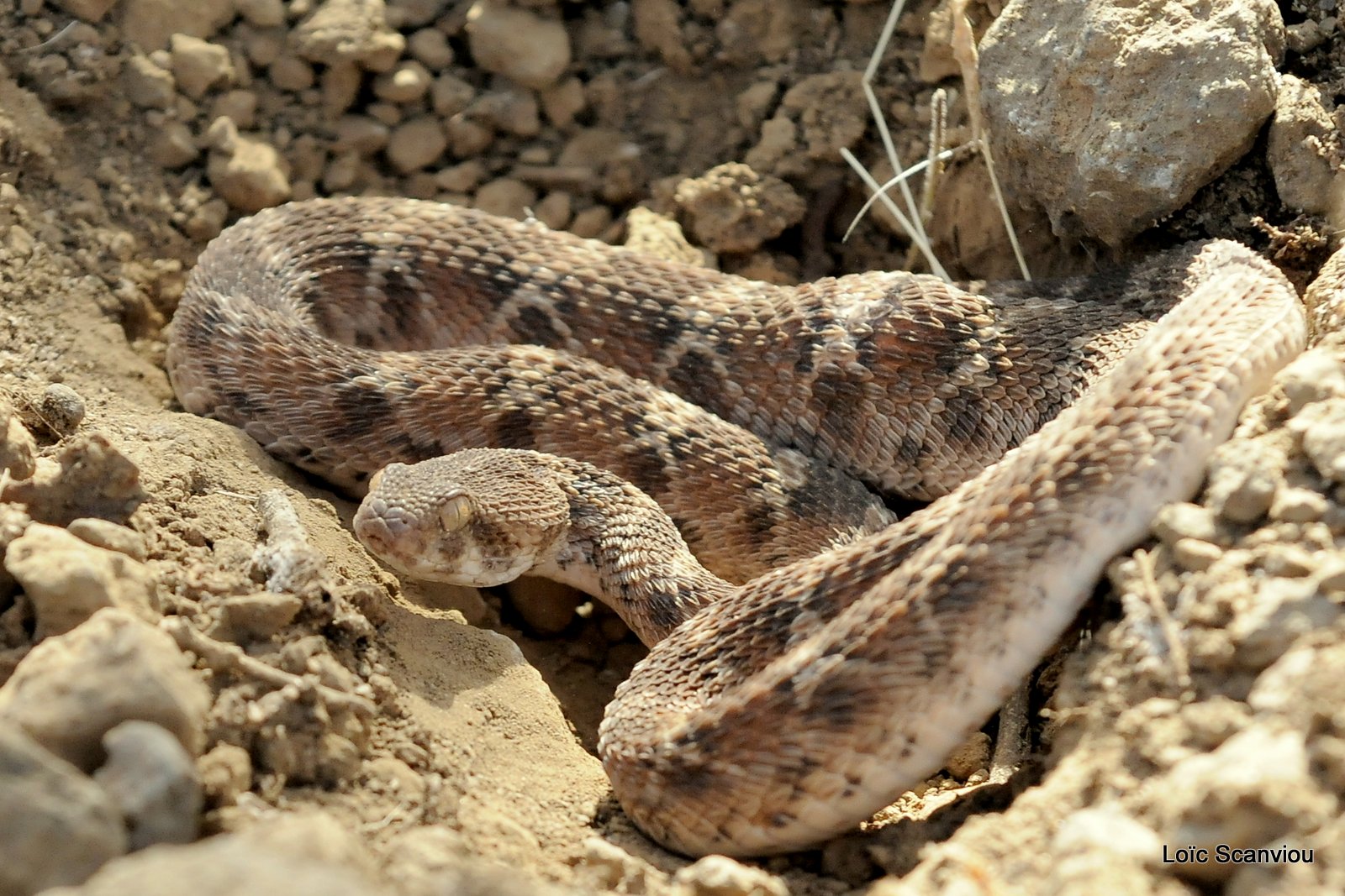 Serpent/Snake (5)