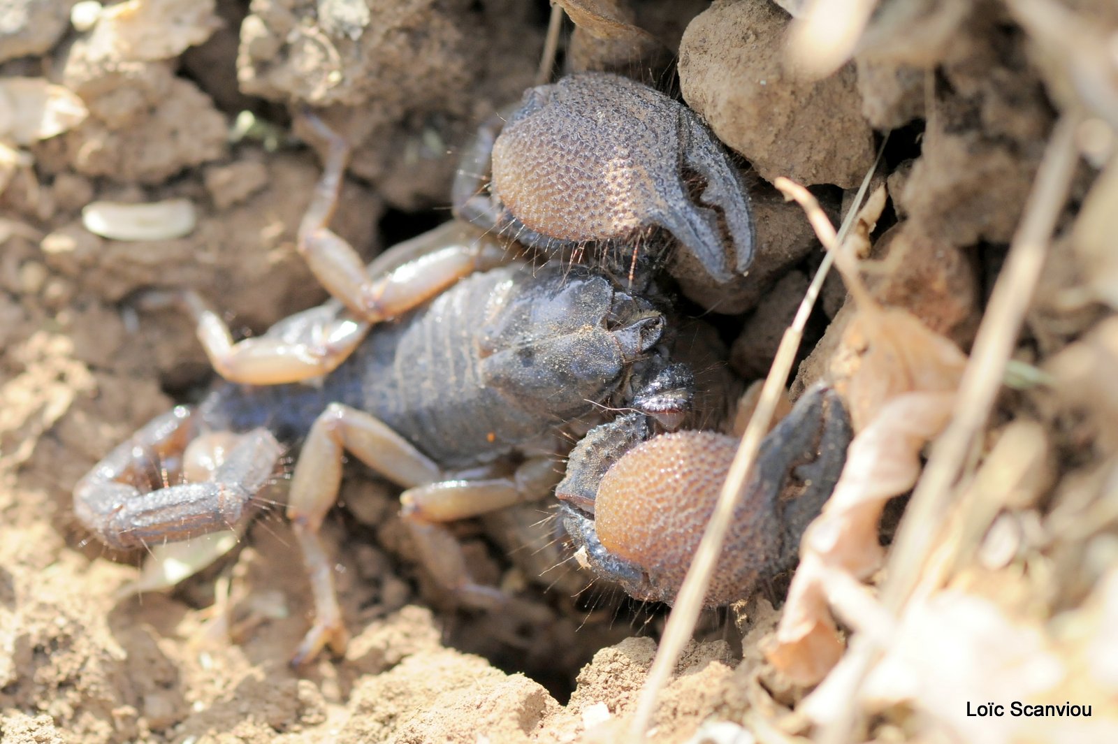 Scorpion (4)