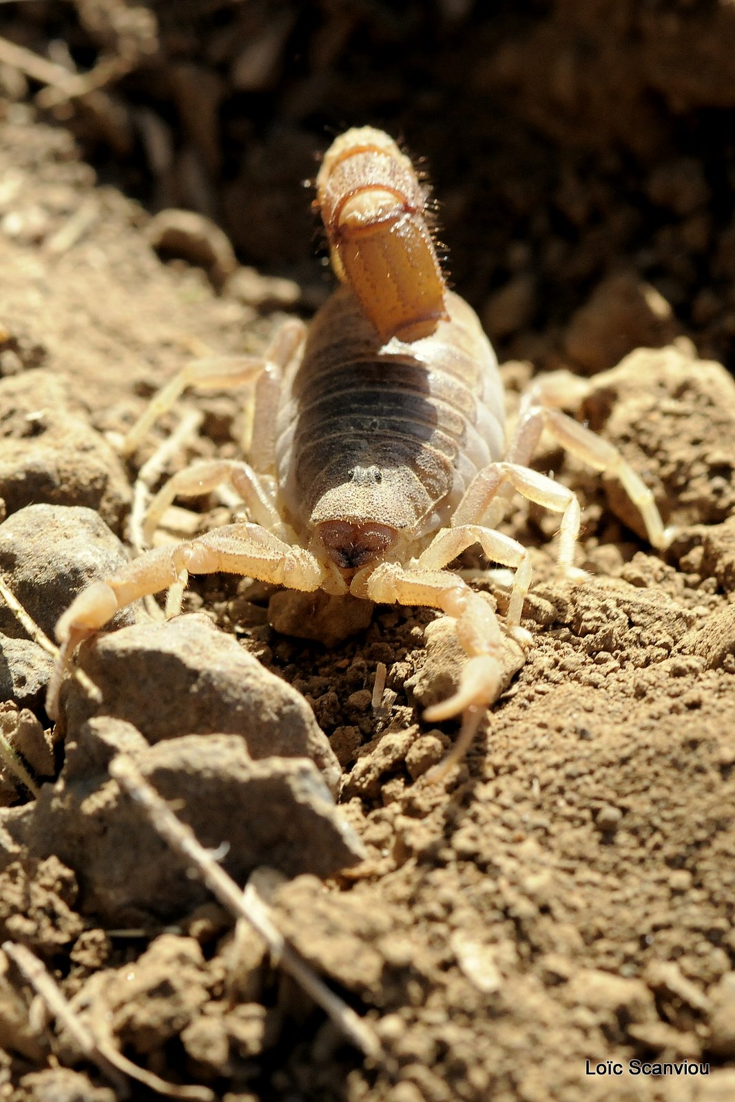 Scorpion (5)