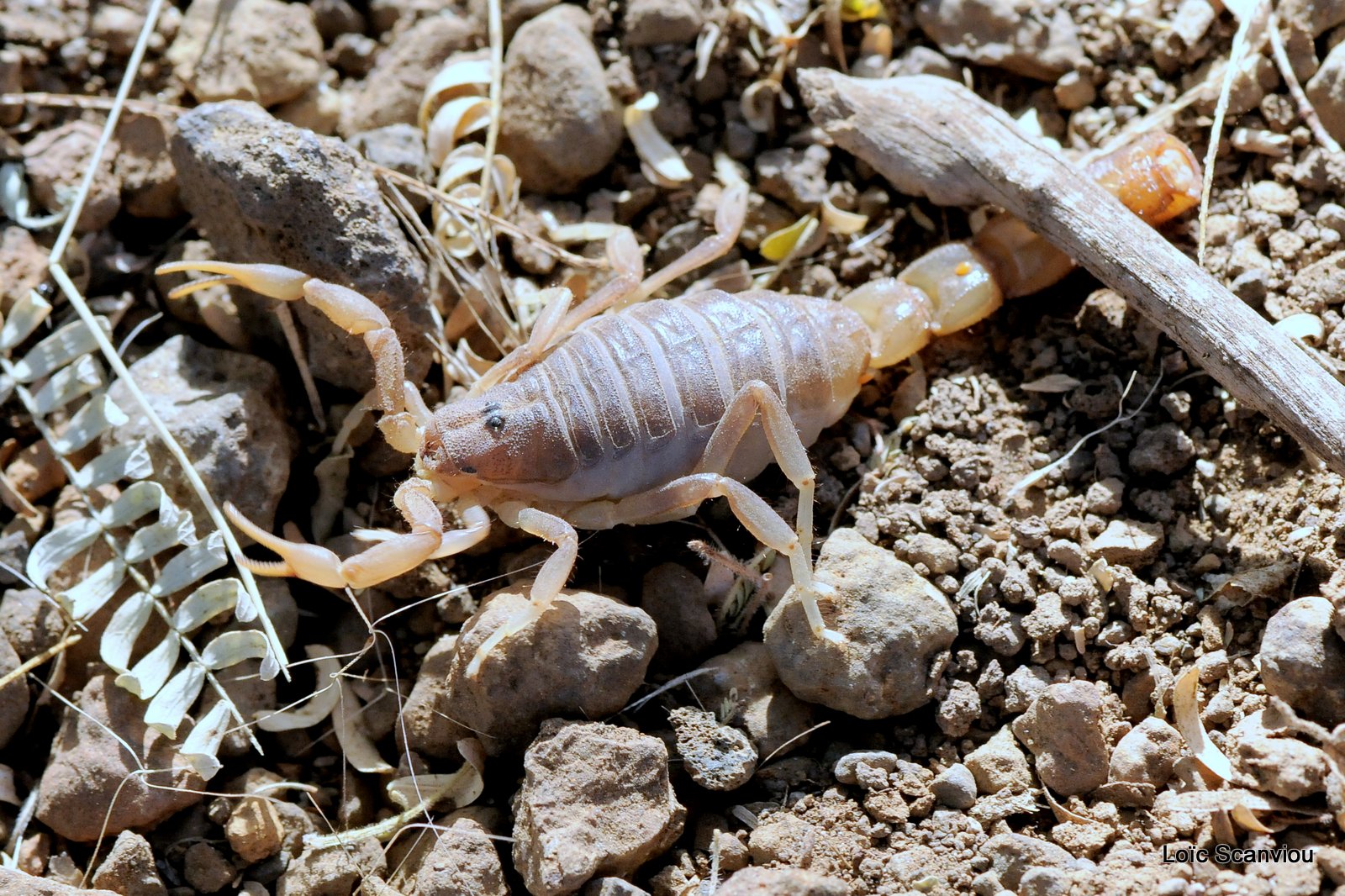 Scorpion (6)